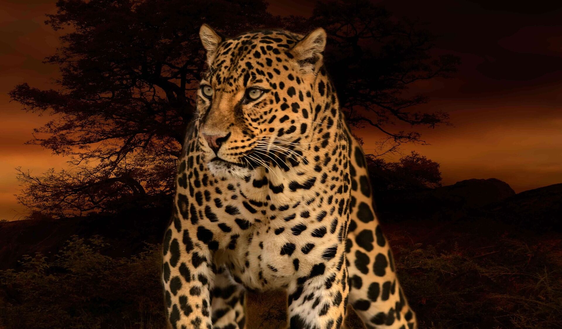Syreality | Der Leopard als Krafttier: ein stiller Begleiter zu innerer Stärke Syreality | Der Leopard als Krafttier: ein stiller Begleiter zu innerer Stärke